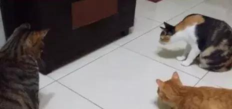 网友家的猫坐键盘上，偶然竟打出这几个字，可以说，细思极恐了！