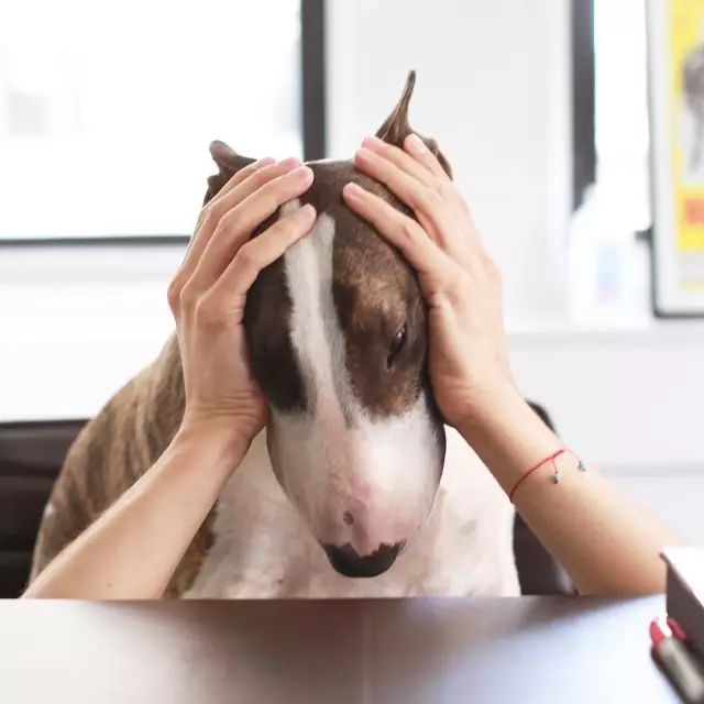 傲娇的老佛爷也要每天看Ta脸色