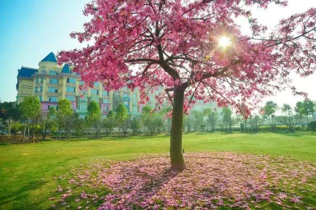 深圳龙岗周边游玩景点推荐,深圳及周边亲子游好去处