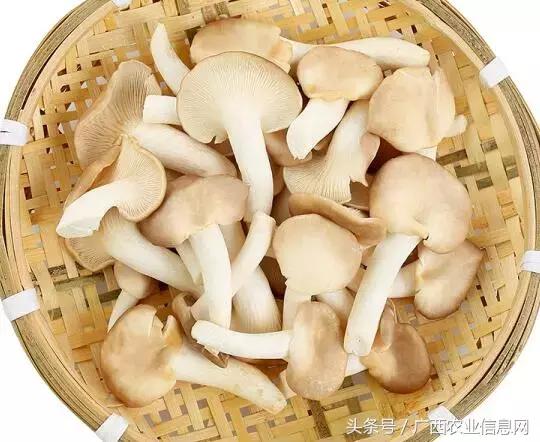 秀珍菇设施栽培高产新技术有哪些,秀珍菇工厂化高产栽培技术视频