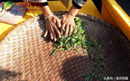 闽南乌龙与闽北乌龙制茶工艺,白茶制茶工艺流程及原理的讲解