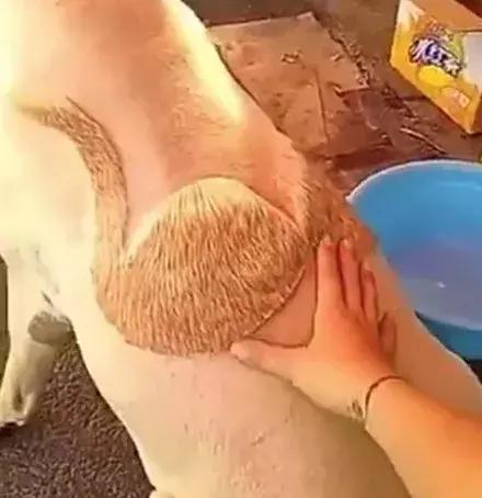 网友家的猫坐键盘上，偶然竟打出这几个字，可以说，细思极恐了！