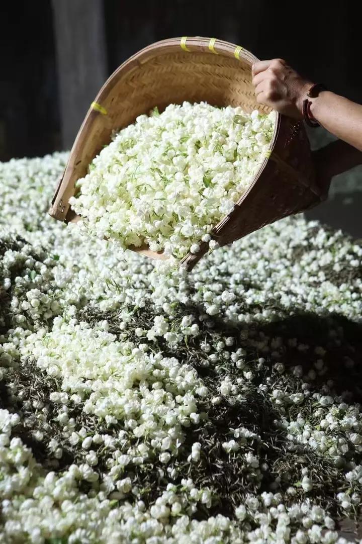 怎样辨别花茶的优劣,花茶的好坏鉴别