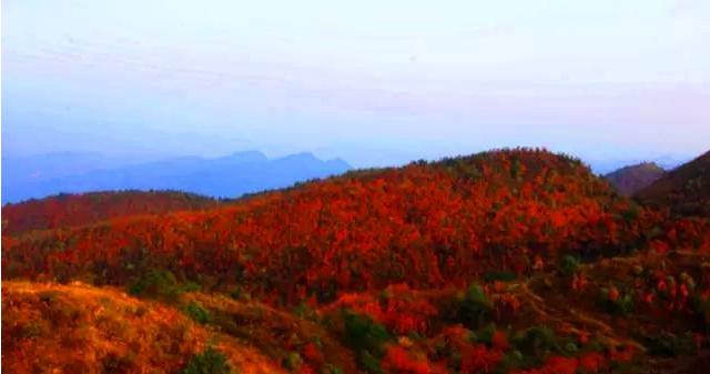 红叶满渝！麻将之余不如带上妹儿共赴巫山耍下！