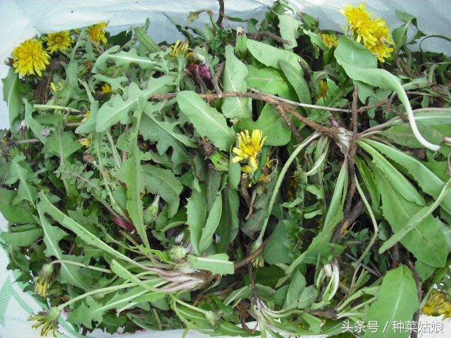 蒲公英家庭庭院种植方法,蒲公英在家里的种植方法