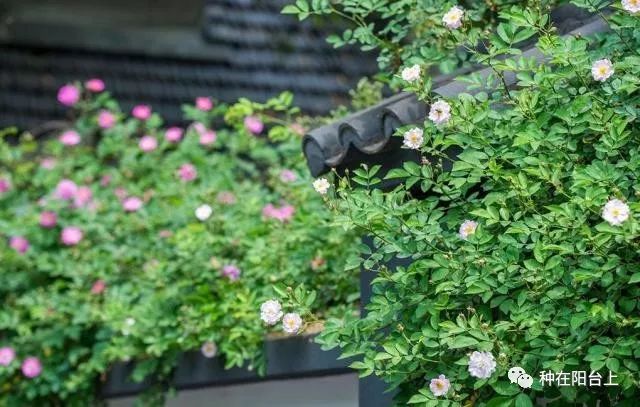 艳慕地中海风格的蔷薇鲜花拱门吗？十步骤即可在你家阳台上实现！