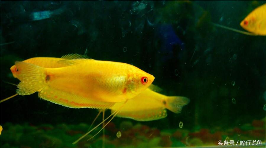 宠物鱼怎么养不会死,养鱼不死鱼的三个绝招锦鲤