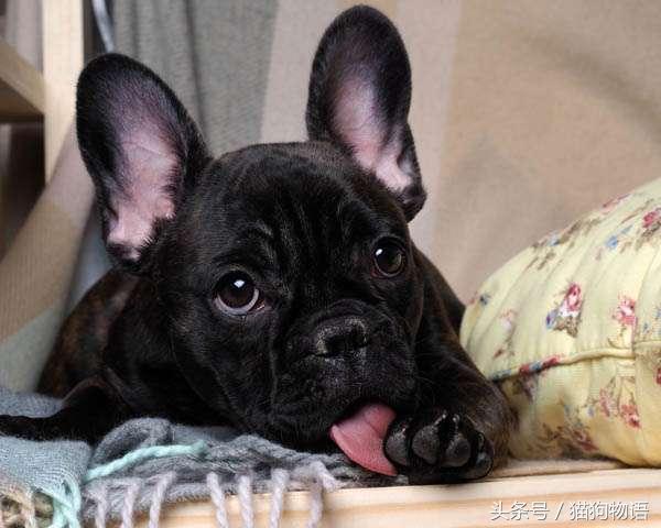 狗狗舔脚底肉球是在卖萌吗?错了,那是狗狗的应急措施