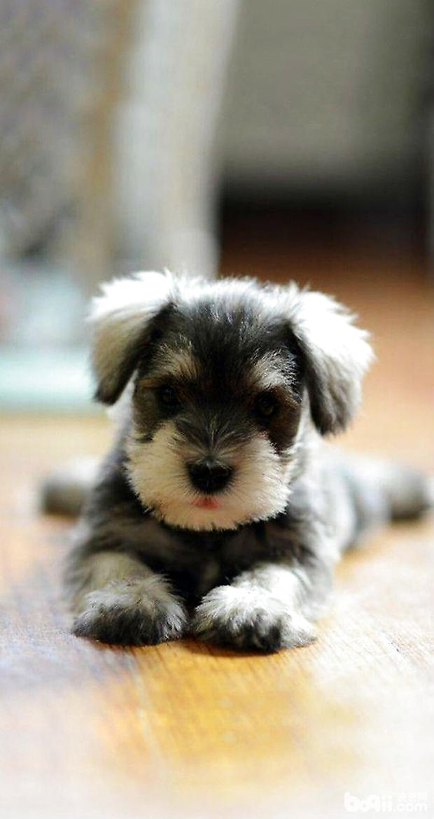 雪纳瑞犬瘟细小的症状,雪纳瑞犬细小病毒的症状