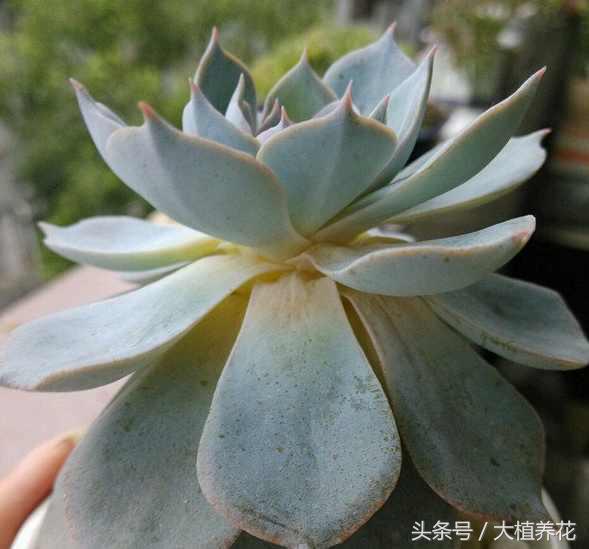 蓝石莲多次砍头要不要剥叶子,蓝石莲砍头爆崽的图片