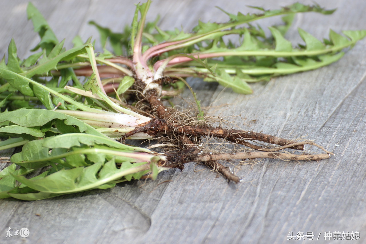 蒲公英家庭庭院种植方法,蒲公英在家里的种植方法