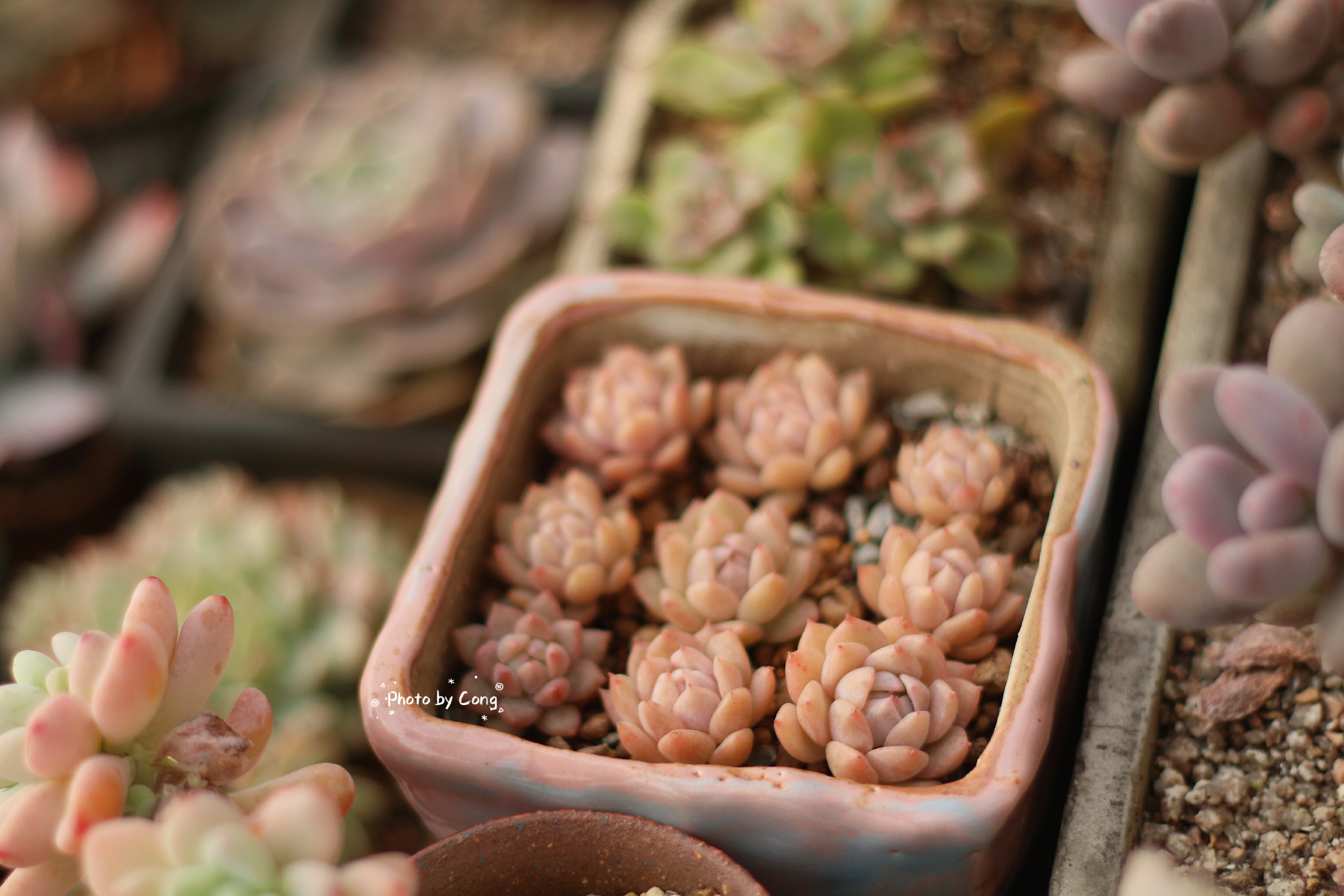多肉度夏北方,北方用室外暖棚多肉能过冬吗