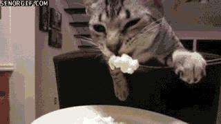 热衷浪浪浪的精致喵仙人，从此不惧空调和冷风