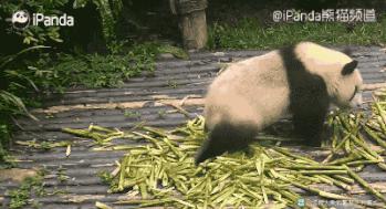 精致小学生在学校的一天,精致的小学生