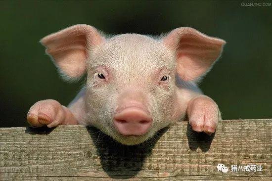 常见猪病的治疗与预防,常见猪病的症状和治疗