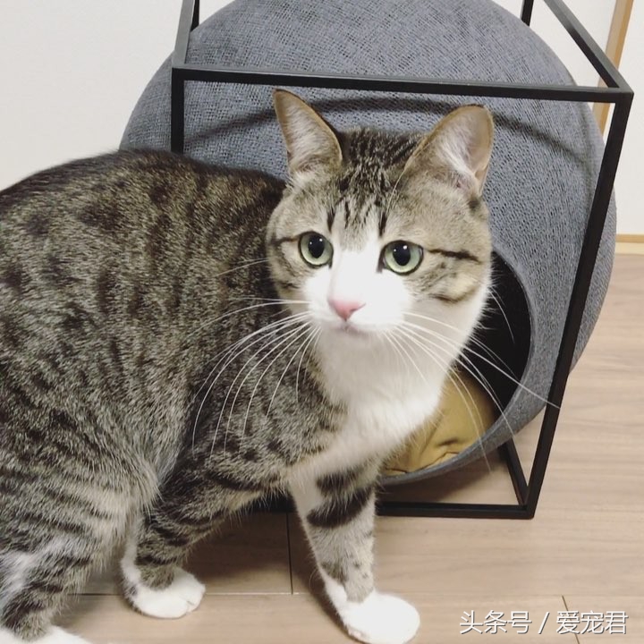 铲屎官给猫咪喂粮,铲屎官给猫咪准备鸡腿