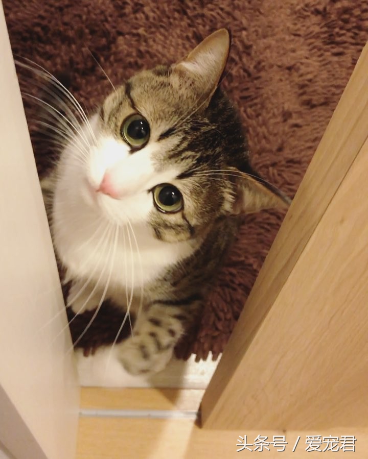 铲屎官给猫咪喂粮,铲屎官给猫咪准备鸡腿