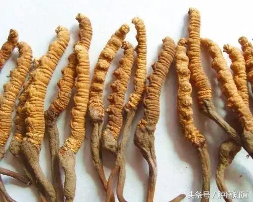 冬虫夏草哪些人不宜吃,吃冬虫夏草能增加免疫力是真的吗