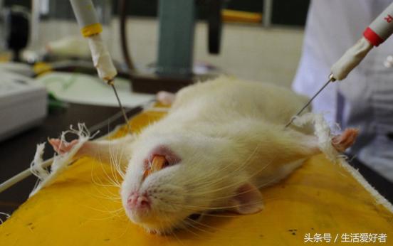 没有遗传基因脱发会秃头吗,遗传脱发基因到底有多可怕