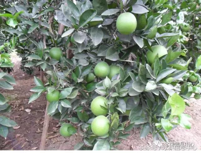 全国橙子品种大全,甜橙子产地直销怎么挑