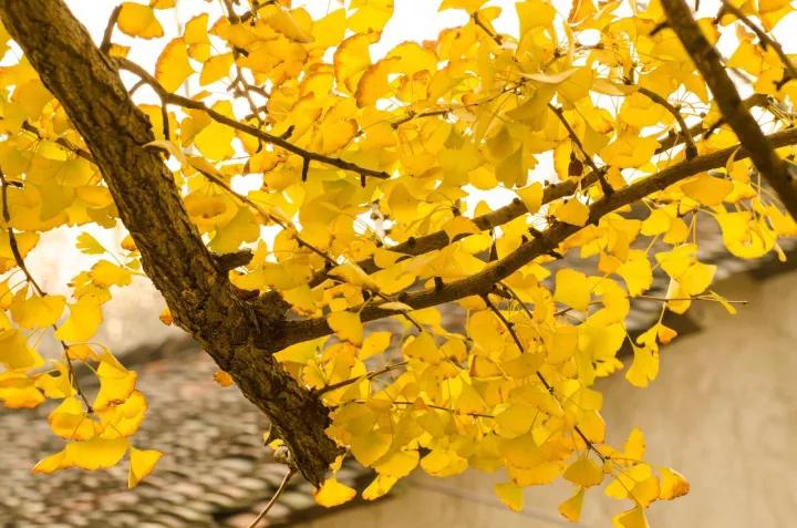 禅意的银杏,银杏的禅意