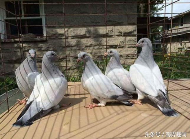 养鸽子没笼子如何去养,新手应该养几只鸽子才容易开家