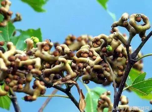 恩施山里野果小时候的味道,恩施野果大全