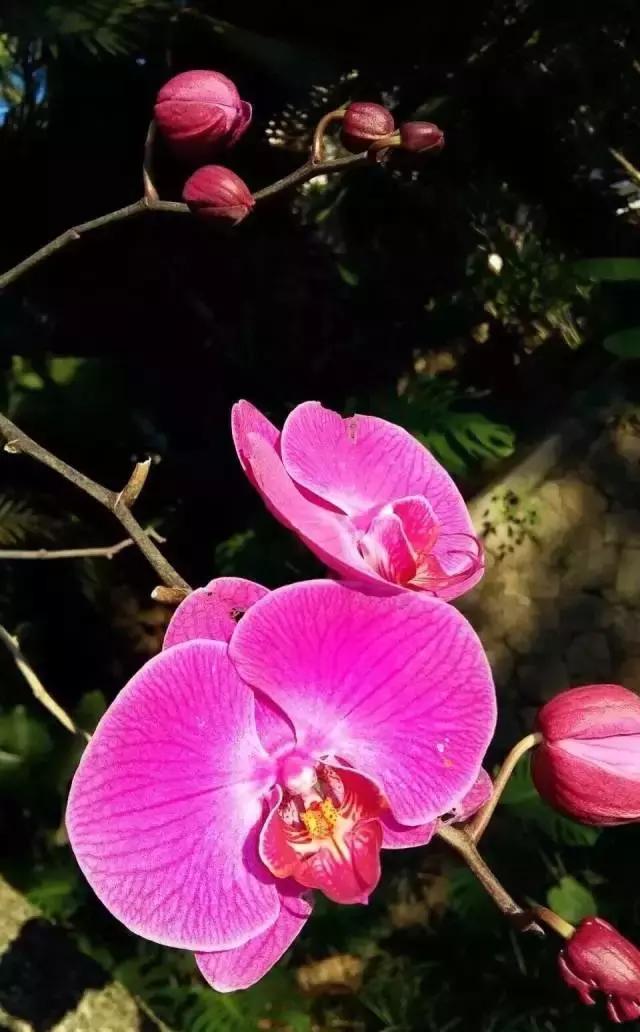 多彩的西双版纳,多彩云南版纳