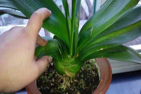 君子兰夹箭了怎样才能长出来,君子兰夹箭怎样处理就能抽箭开花