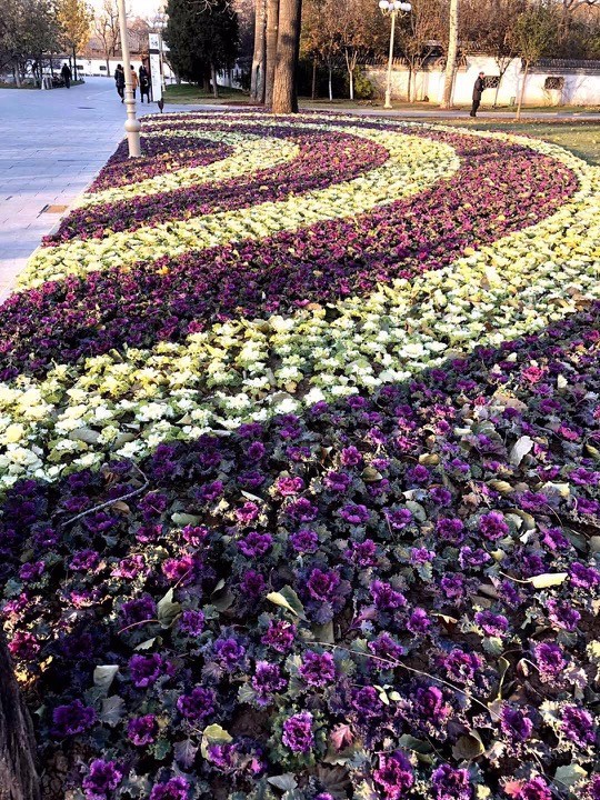 天津共享单车私占问题,校园内共享单车乱停乱放如何整改