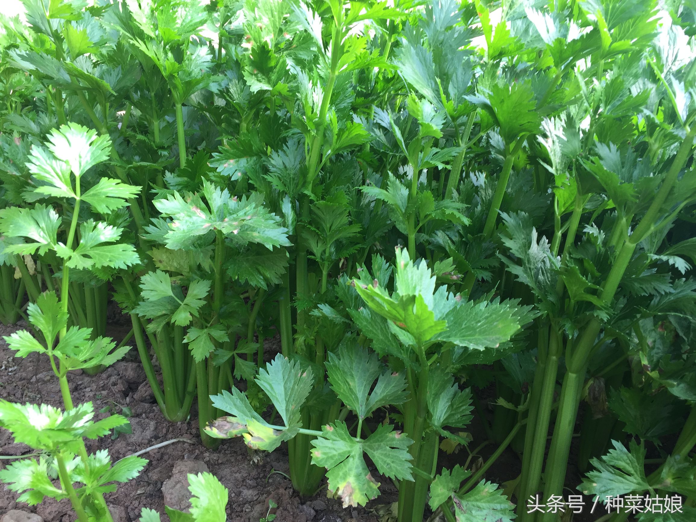 芹菜一星期没出苗还能出苗吗,现在种芹菜怎样快速出苗