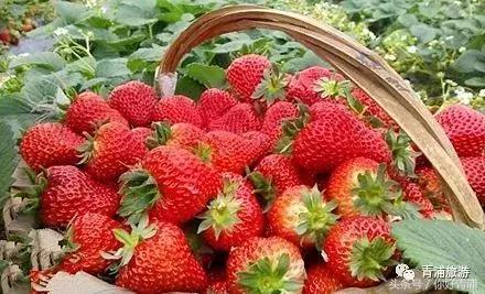 青浦17号线到瑞金医院地铁站,青浦17号线延伸到嘉善站点