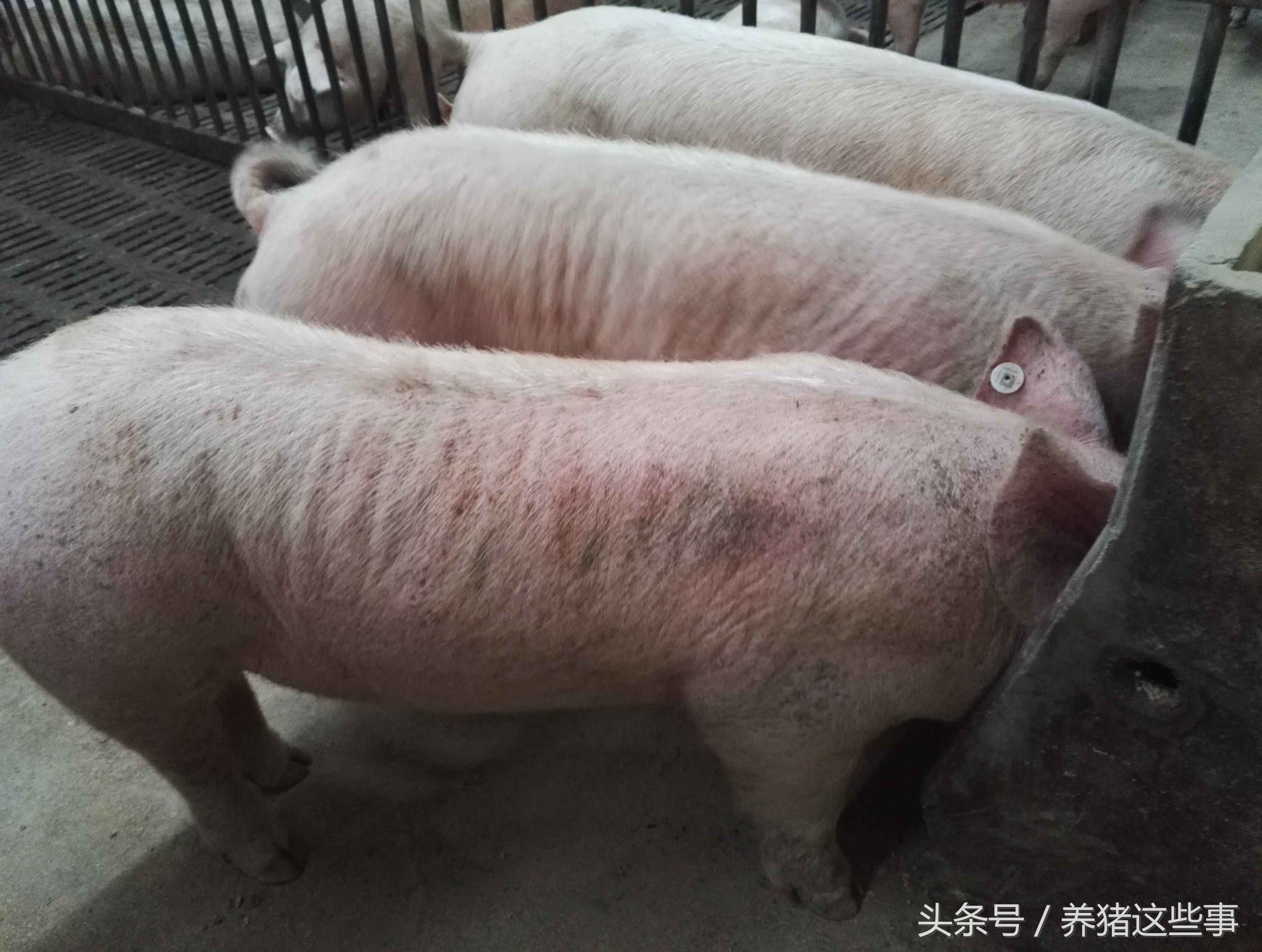 猪疥虫治疗方法,猪疥螨病怎么治疗