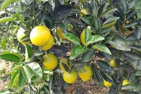 最新农产品供求信息,大农圈最新文章