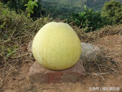 漳州市特产有哪些,漳州的特产有哪些介绍