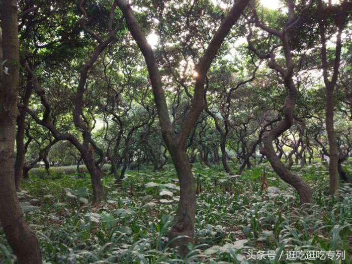 荔枝公园有什么景点,荔枝公园有没有平地