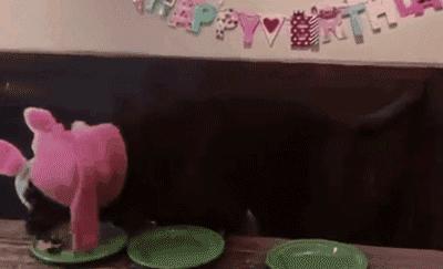 养了狗以后总破财,养了狗才知道没那么简单