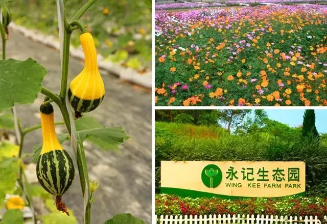 深圳亲子酒店攻略,深圳周边游亲子游玩推荐