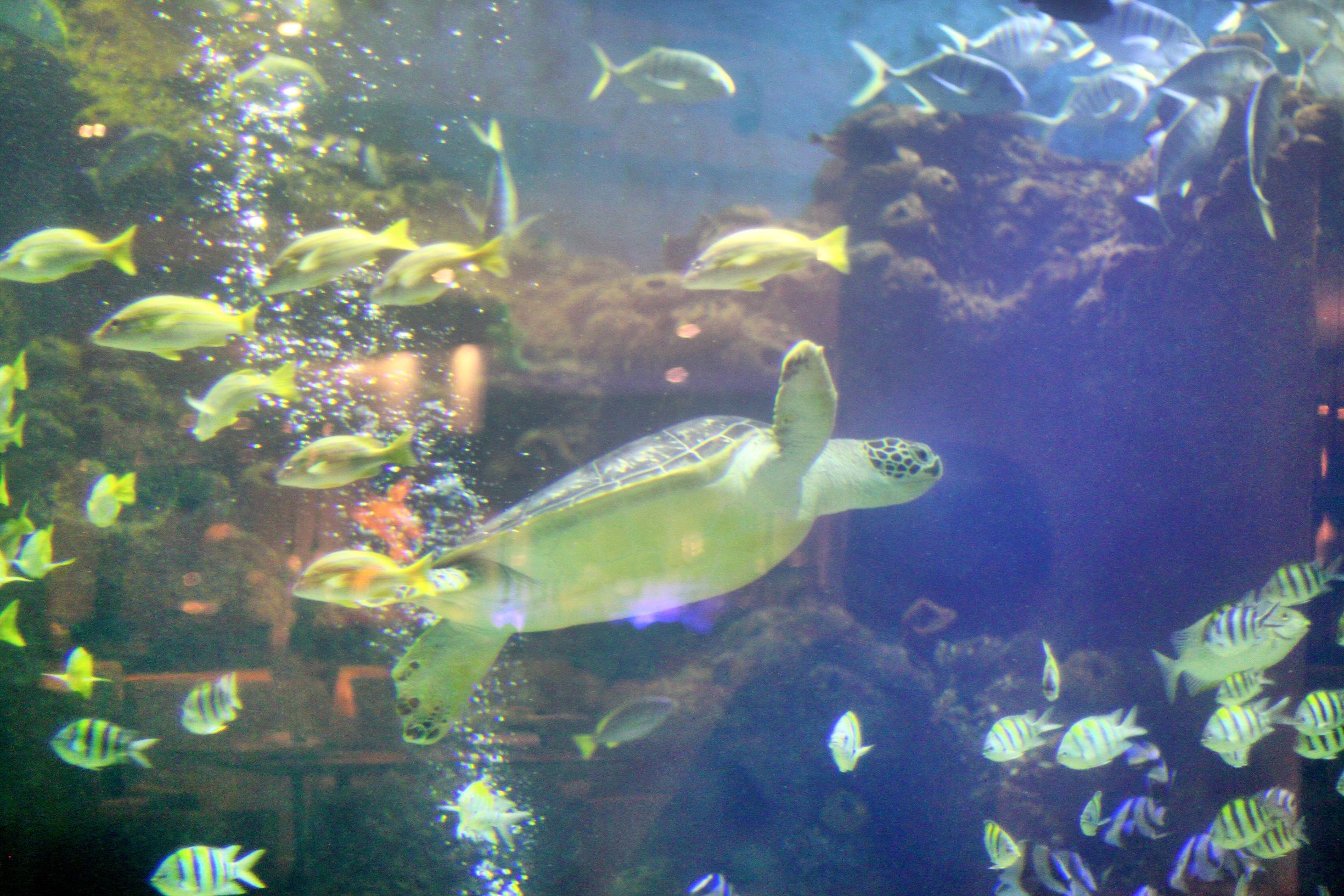 三亚度假巨无霸五天五夜玩不腻,避寒之旅三亚