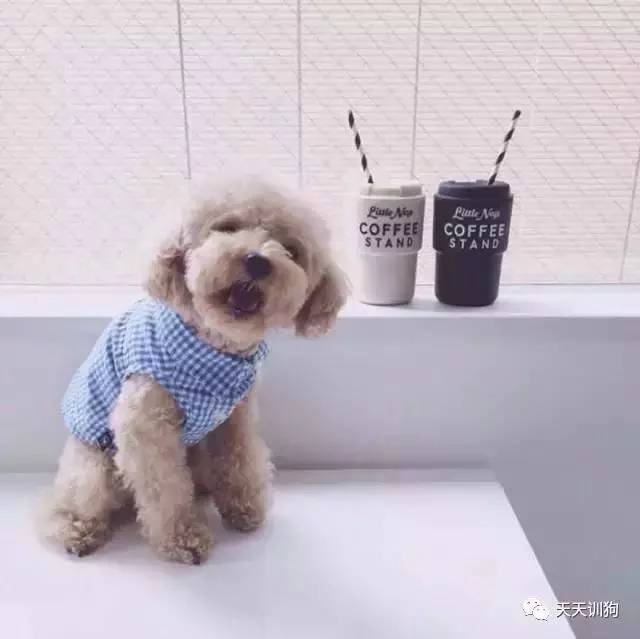 狗狗绝育知识及注意事项