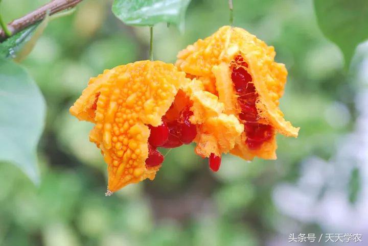 全球最奇特的十个水果,世界上最奇异的水果