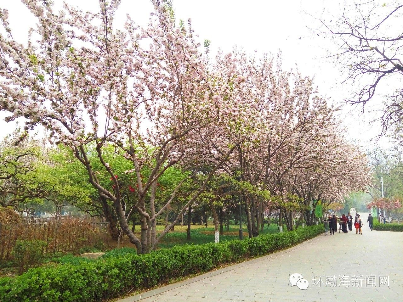 唐山大钊公园海棠,唐山新闻联播今日回放