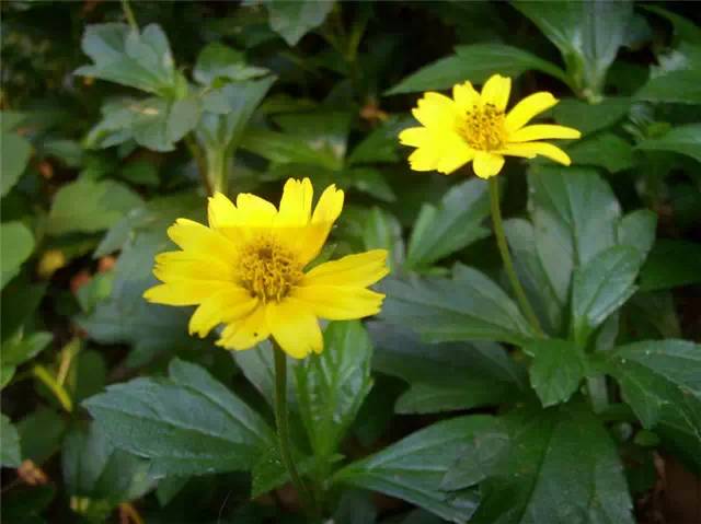 农村常见的100种植物,100种常见草本植物