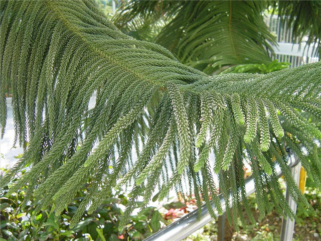 农村常见的100种植物,100种常见草本植物
