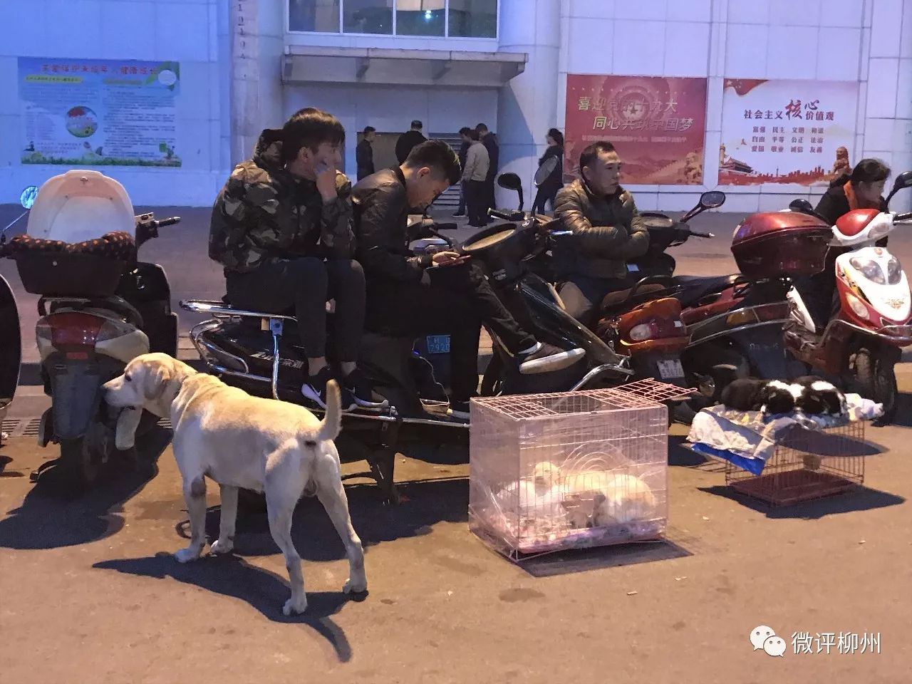 柳州买狗买猫好去处,广西柳州最大最正规狗市在哪里