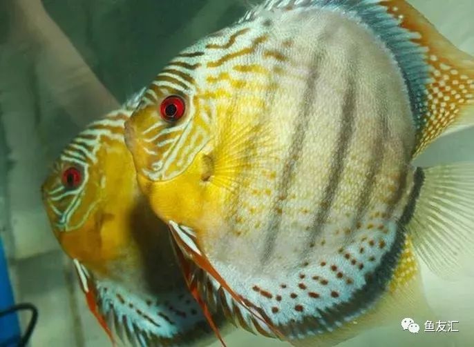 野彩和家彩的饲养区别,野彩到底好不好养