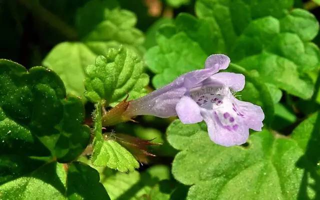 农村常见的100种植物,100种常见草本植物