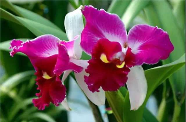 农村常见的100种植物,100种常见草本植物