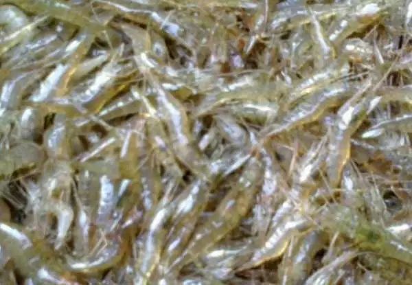 如何预防罗汉鱼得水霉病,怎样防止罗汉鱼得肠炎