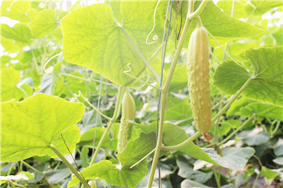 山东海阳农村人靠什么挣钱,海阳可以在家做的手工活赚钱